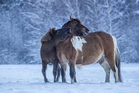 konie huculskie
